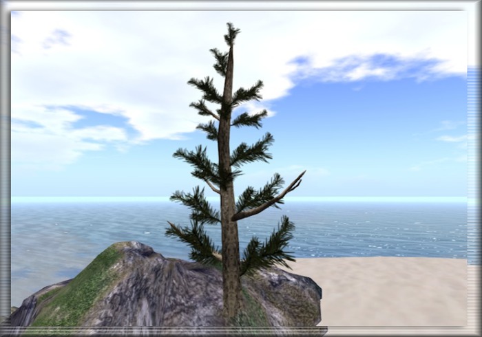 Summer Version Scrubby Pine