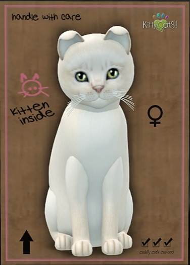 KittyCatS Box - Abyssinian - Creme
