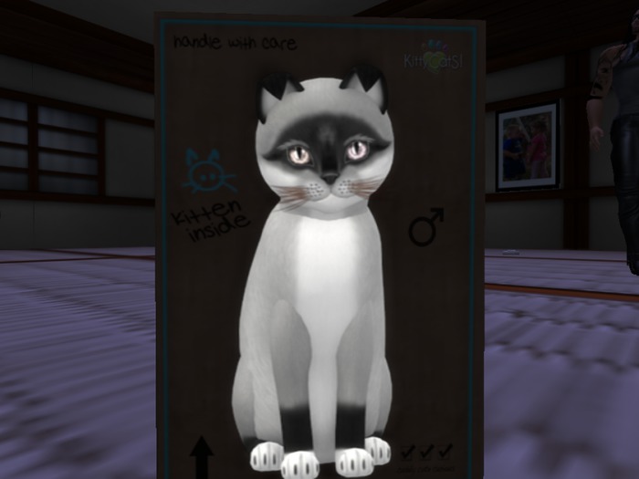 KittyCatS Box - Bandit