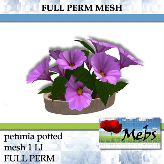 potted petunias