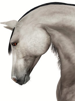 Second Life Marketplace - Teegle Horse: Morgan Shape