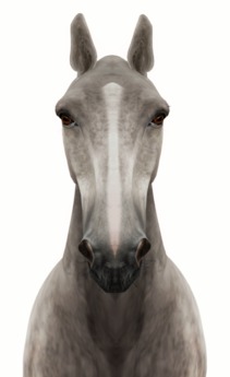 Second Life Marketplace - Teegle Horse: Morgan Shape