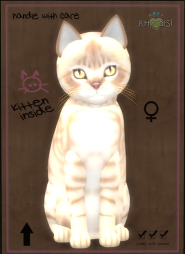 KittyCatS Box - Australian Mist - Fawn