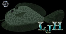 (7S) Common Fish: Green Flounder 5