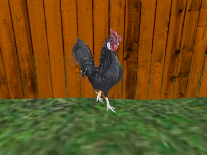 Rooster: Black