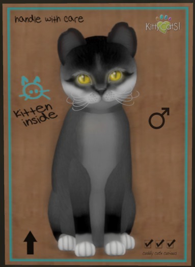 KittyCatS Box - Foxie - Soft Black