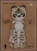KittyCatS Box - Australian Mist - Dark Chocolate