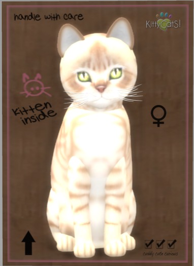 KittyCatS Box - Australian Mist - Fawn