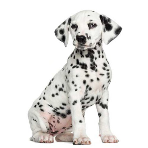 BB Dalmatian Box 1