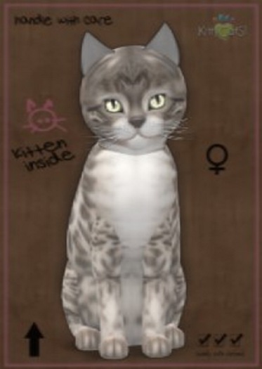 KittyCatS Box - New Born Kitten