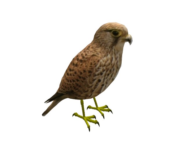 faucon crecerelle - falcon