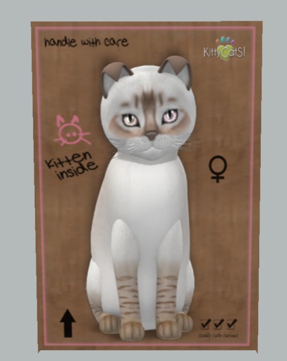 KittyCatS Box - 9T+ Chocolate Lynx (F)