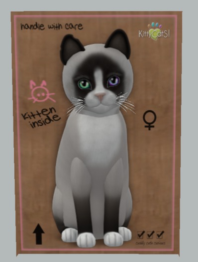 KittyCatS Box - 5T Snowshoe - Chocolate (F)