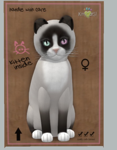 KittyCatS Box - 9T+ Snowshoe - Chocolate (F)