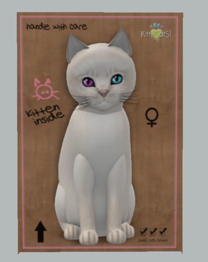 KittyCatS Box - 7T++ Abyssinian - Creme (F)