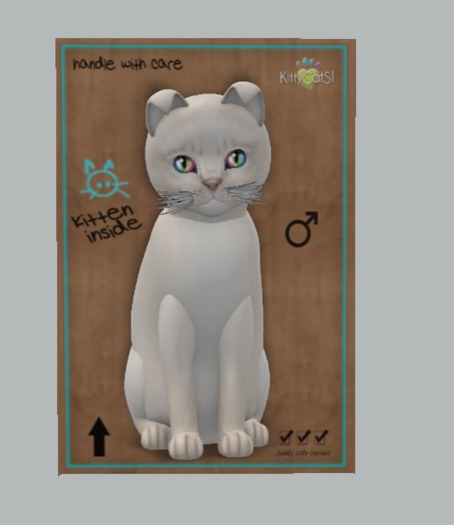 KittyCatS Box - 7T++ Abyssinian - Creme (M)