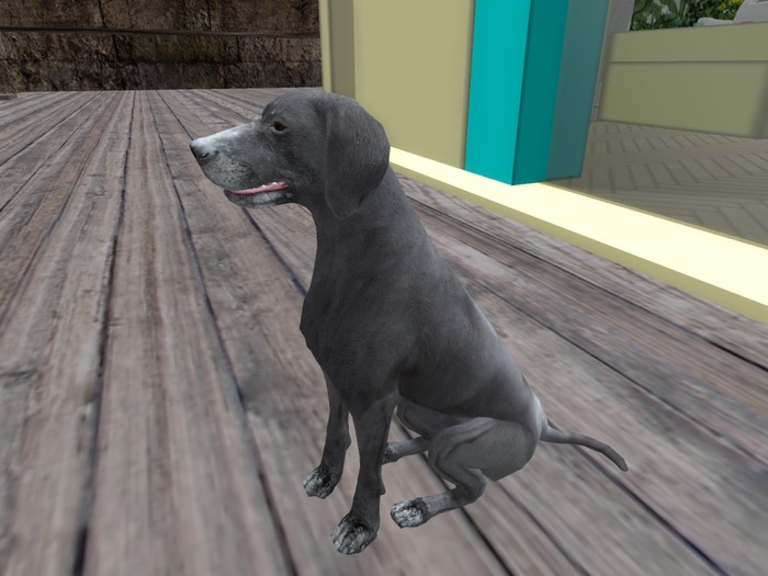 Weimaraner Dog Sit - Visitor Tracker