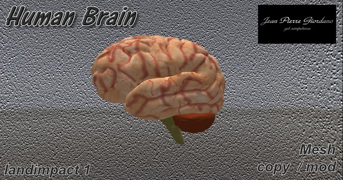 Human Brain mesh 