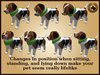 Vkc ironwood puppy marketplace advert 02