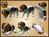 Vkc ironwood puppy marketplace advert 03