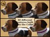 Vkc ironwood puppy marketplace advert 07
