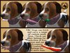 Vkc ironwood puppy marketplace advert 08