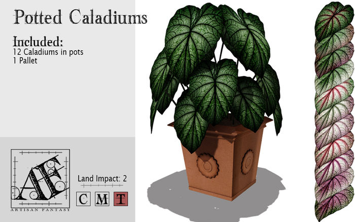 *AF* Potted Caladiums