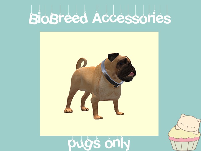 Pugs Chrome Collar With Tag