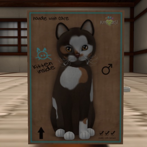KittyCatS Box - Patches