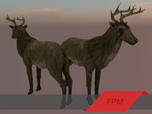 FPM Standing Female Elk - Full Perm - 1 LI