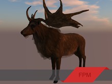 FPM Male Elk - Full Perm - 2 LI