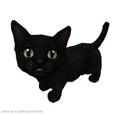JIAN Munchkin Kittens 10. Black Companion