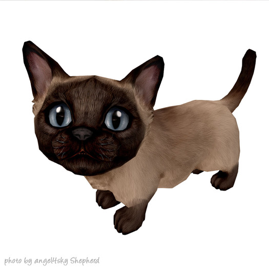 JIAN Munchkin Kittens 9. Siamese Companion