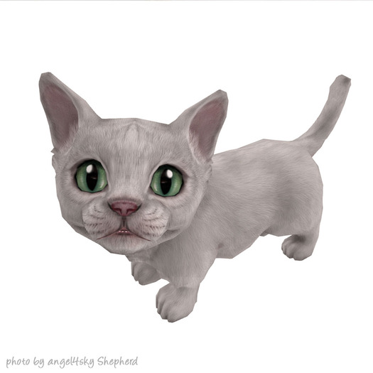 JIAN Munchkin Kittens 8. White Companion