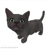 JIAN Munchkin Kittens 7. Grey Companion
