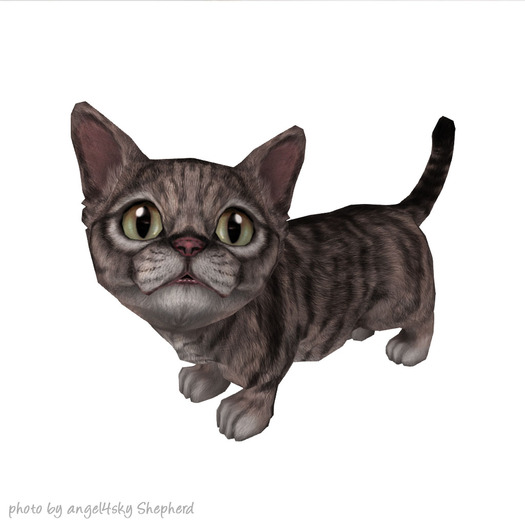 JIAN Munchkin Kittens 6. Tabby Companion