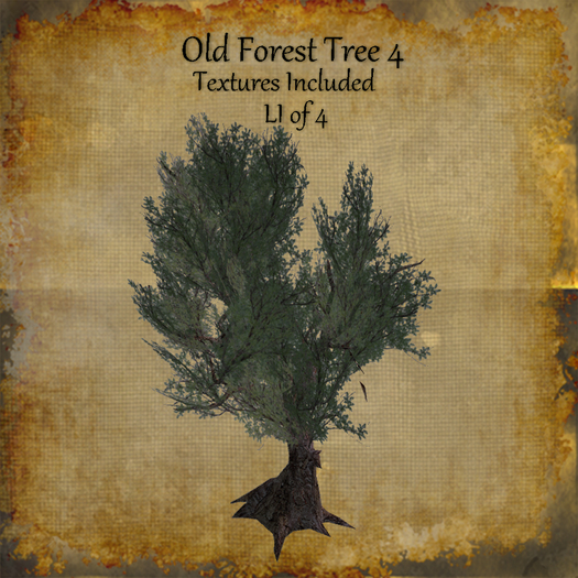 Bad Katz Old Forest Tree 4b