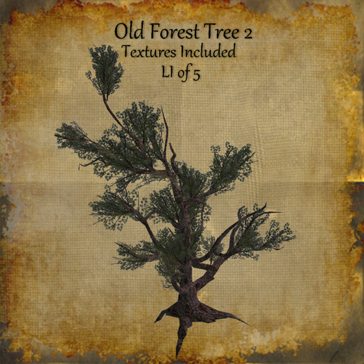 Bad Katz Old Forest Tree 2b