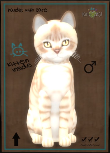 KittyCatS Box - Australian Mist - Fawn