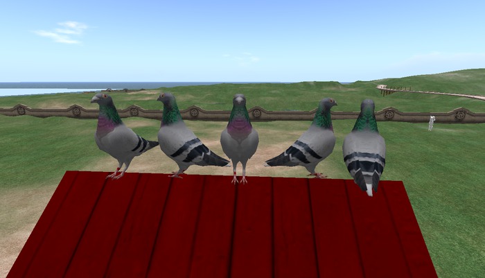 pigeon - paloma - dove