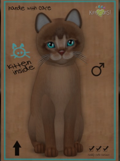 KittyCatS Box - Abyssinian - Ruddy