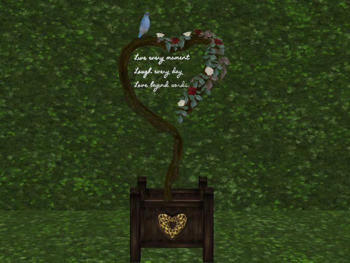 *Xtal* Hearts Desire Rose Bush 1