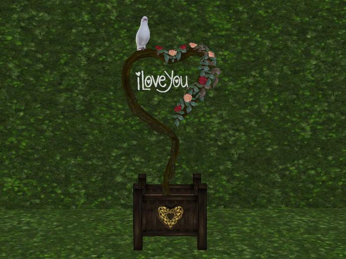 *Xtal* Hearts Desire Rose Bush 3