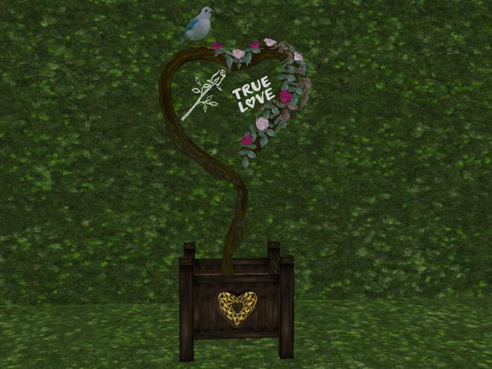 *Xtal* Hearts Desire Rose Bush 4