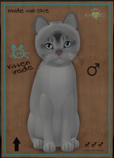 KittyCatS Box - Abyssinian - Black Silver