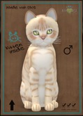 KittyCatS Box - Australian Mist - Fawn