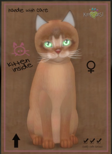 KittyCatS Box - Abyssinian - Ruddy