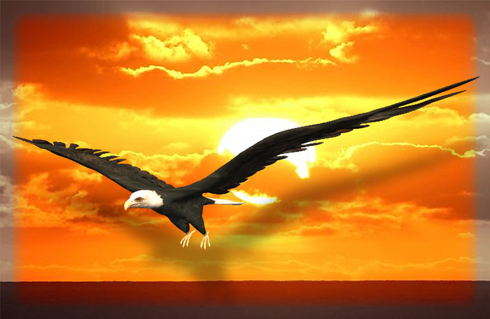 Flying Bald Eagle - Mesh
