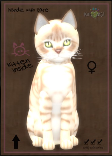 KittyCatS Box - Australian Mist - Fawn