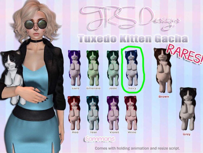 Tuxedo Kitten Common Navy